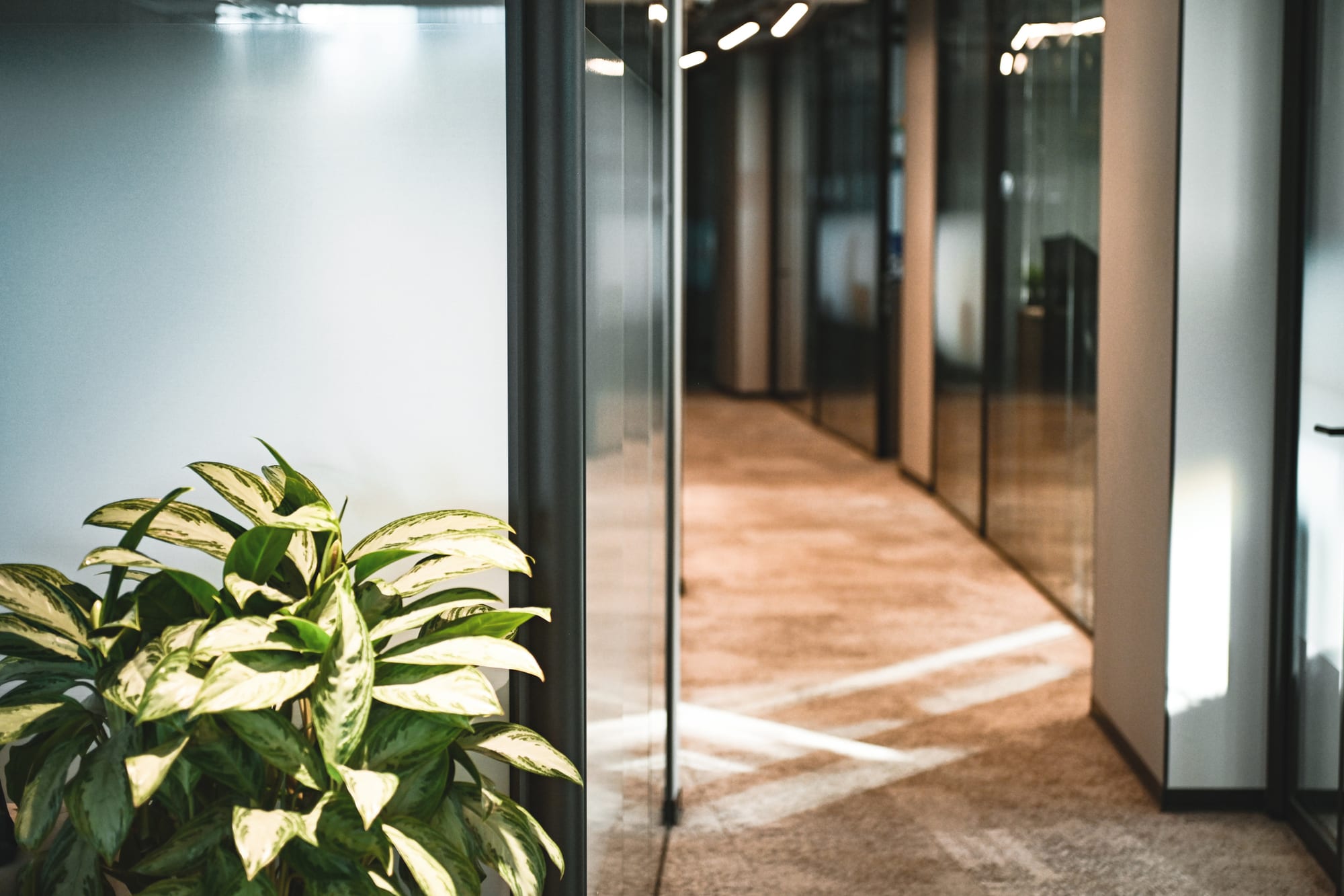 An office corridor with glass meeting rooms