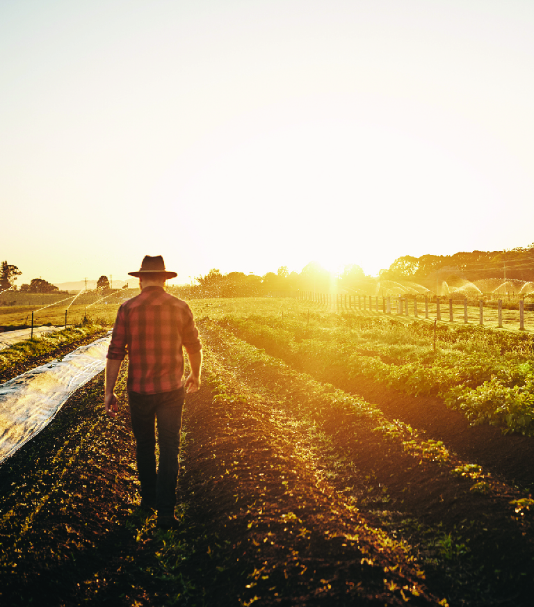 A farmer walking through a field at sunset